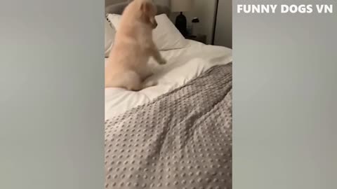 FUNNY CATS & DOGS 😍​😍​😂​😂​😂​