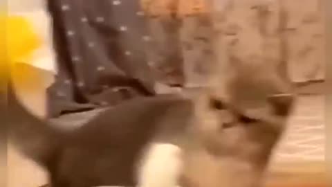 Cute cat funny video 😁😁