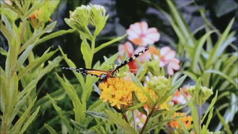 The butterfly landed on a beautiful flower