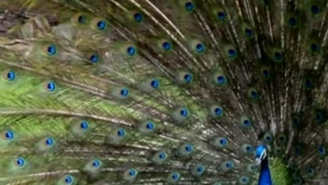 Peacock 🦚 beautiful video