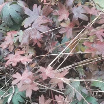 Beautiful autumn leaves