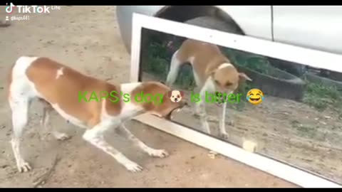 Dog Vs mirror