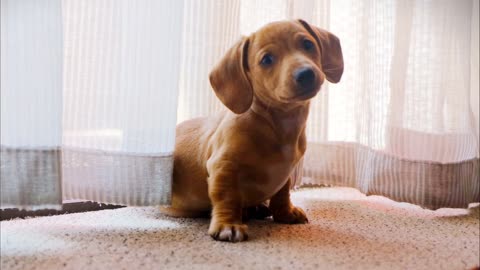 A pet dog wandering on the camera