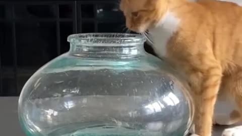 the cat who wanted to be a fish