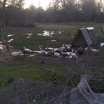 Who let the ducks out