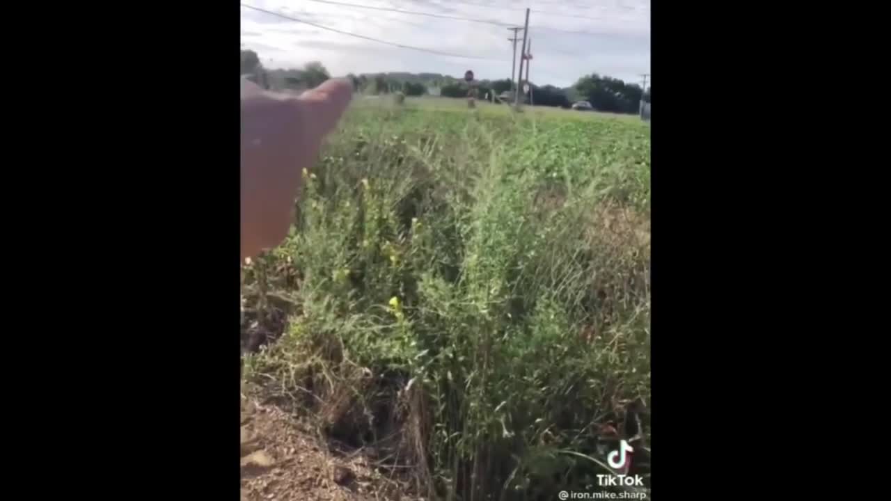 Farmers are being forced to destroy crops, paid and threatened