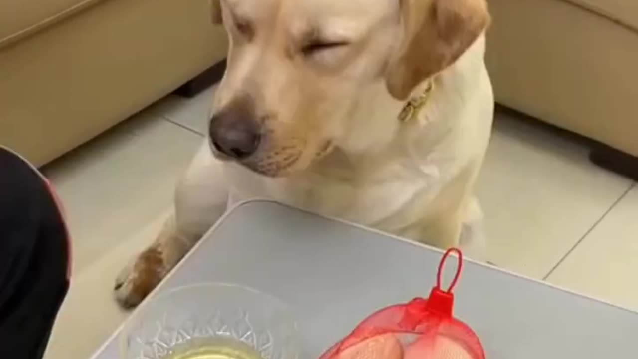 Funniest & Cutest Labrador dog Funny dog Videos