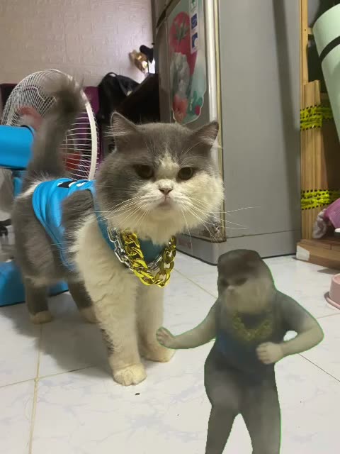 Funny and relax together with the cat