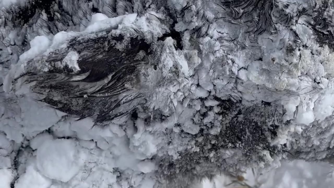 Calf's Body Is Frozen From Blizzard