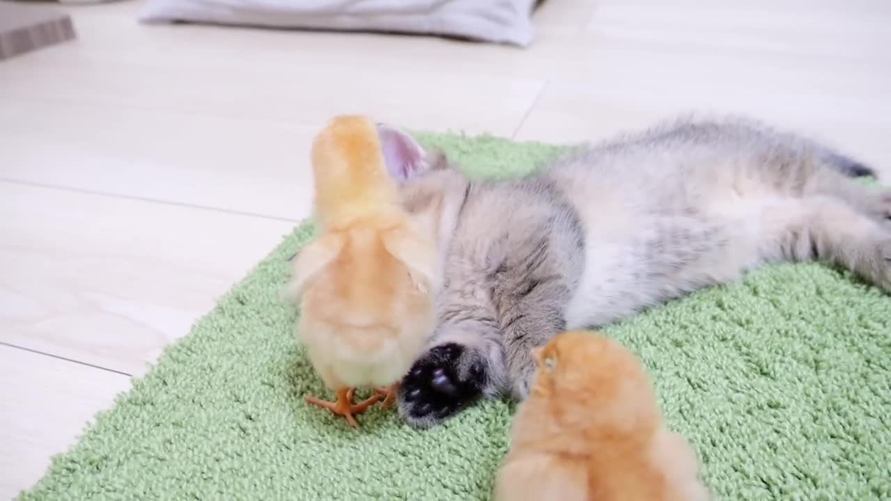 Look on how kitten met chicks for the first time