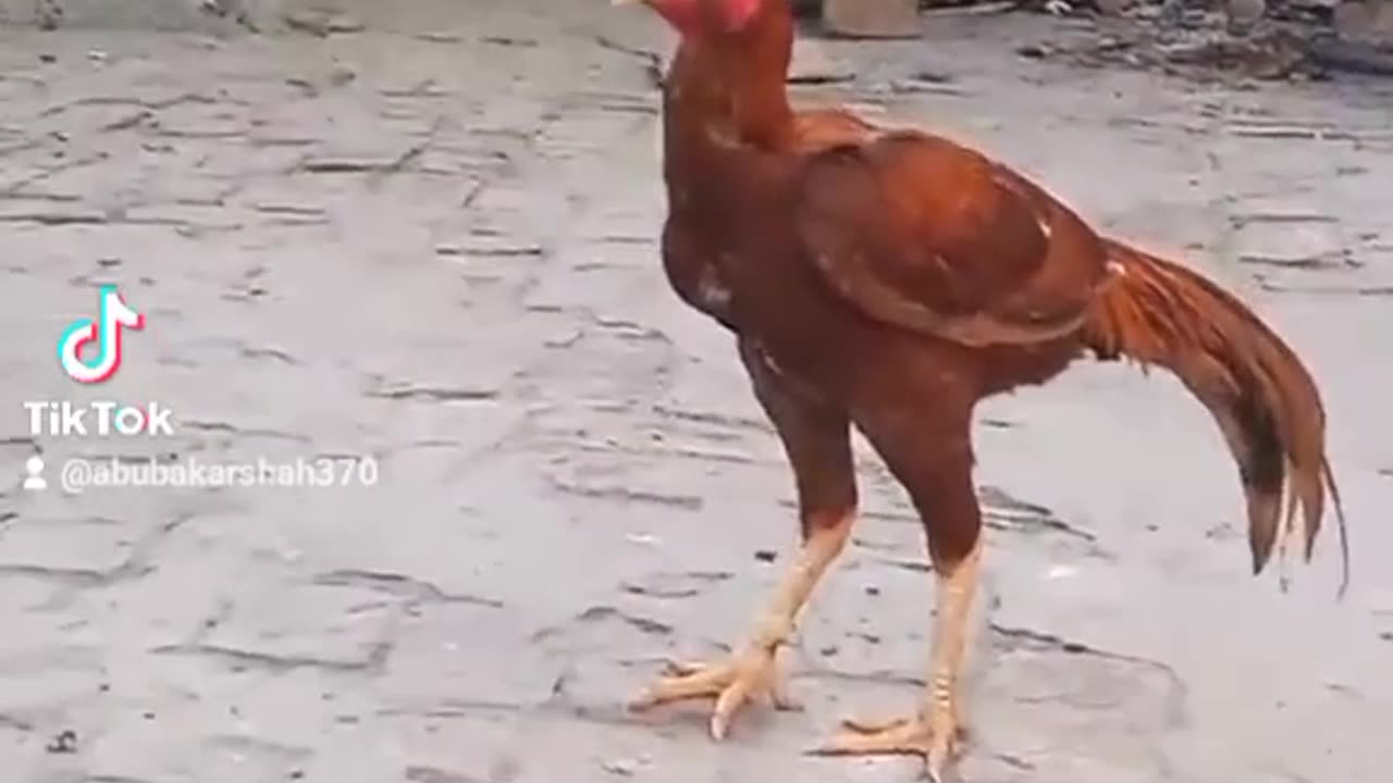 Hen video