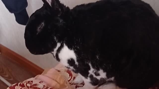 a rabbit is playing with a blanket