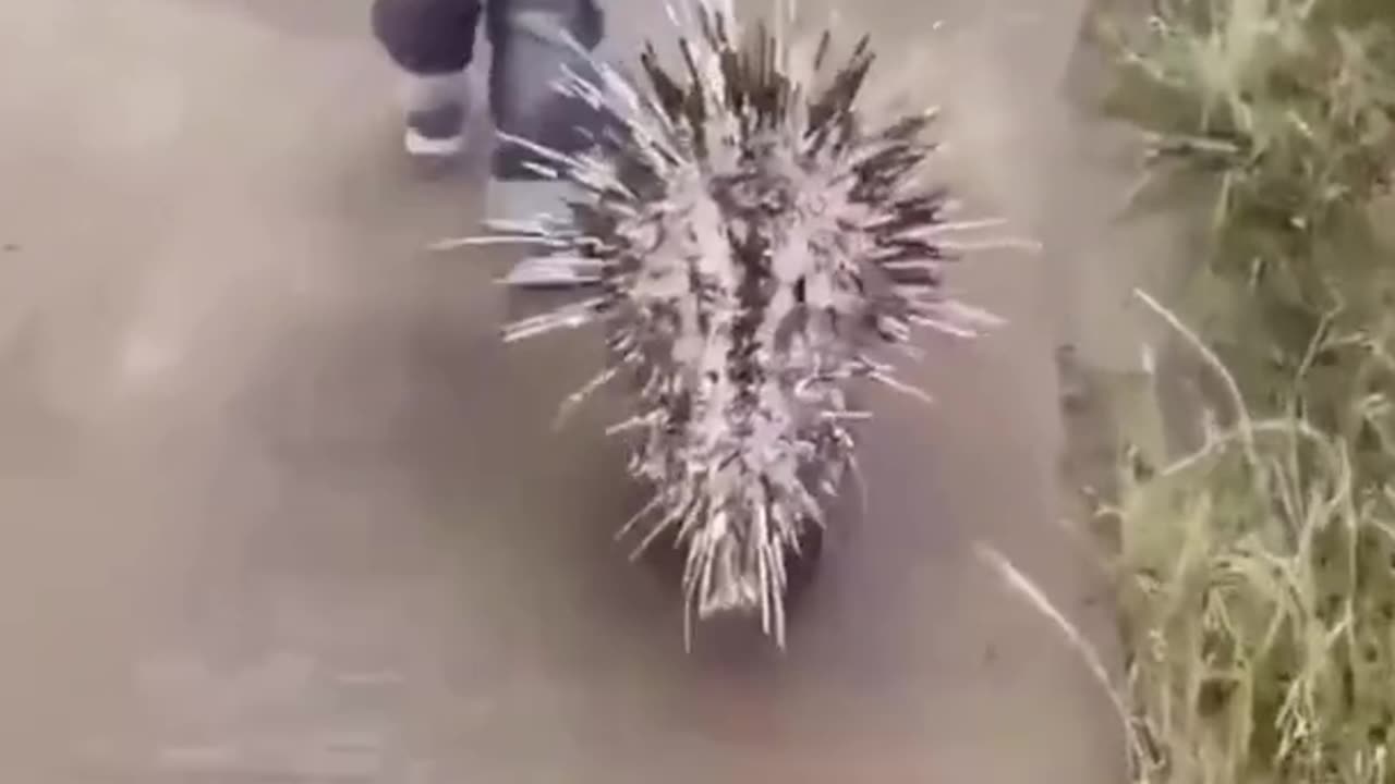 Best Funny Animal Videos of last year