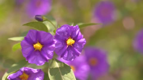 Purple flowers moving with the wind