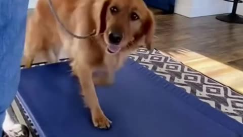 Dog Training Video