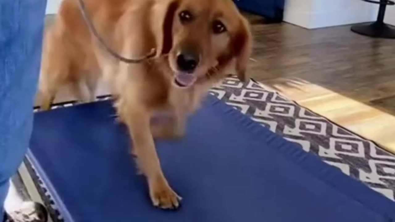 Dog Training Video