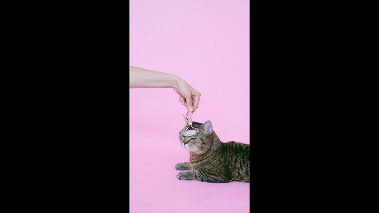 Person Massaging a Cat With a Facial Roller