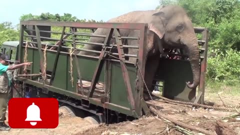 Huge elephant captured by wildlife #shortanimal #youtubeshorts #shorts