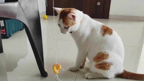 Cat Play With Toy