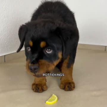 First time puppy taste lemon