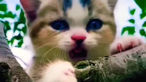 Cute pet baby cat😘