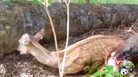 Animal's fight in forest