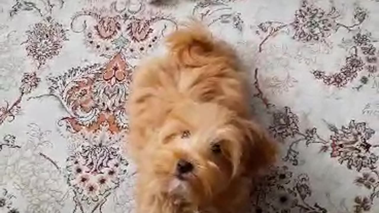 Lacey& Rayka 🐕 pet