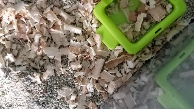 Seed hand feeding roborovski dwarf hamster