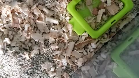 Seed hand feeding roborovski dwarf hamster