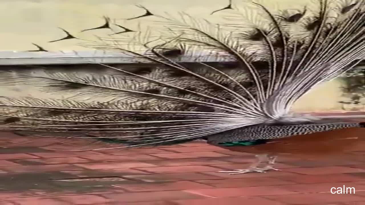 Peacock in street