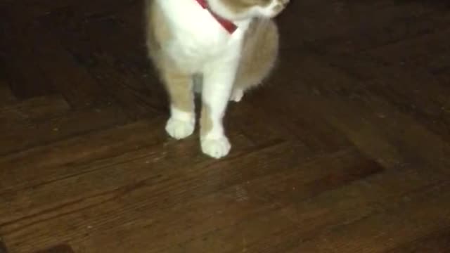 cat can't sleep in the middle of the night part 2