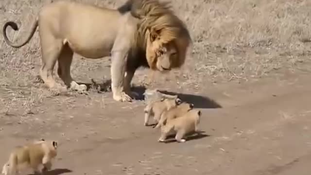 Lion Vs baby Lion