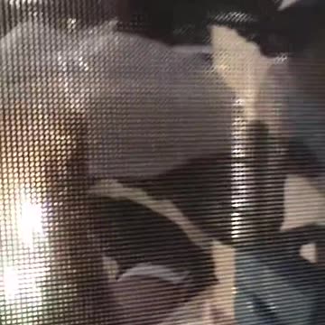 20191030文贵先生视频：厨师凌晨3：00烹制法国鸭腿和5A级日本和牛肉午餐