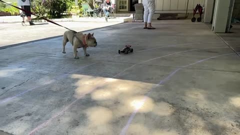 Dog's Epic Attempt to Stop a Formula One Race!