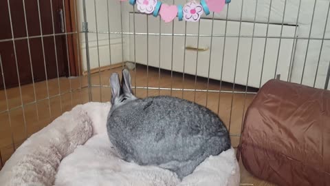 Bunny Doesnt want to be pestered by toys in its soft bed