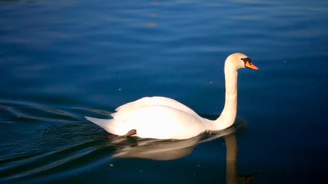 White swan swimming in blue water.. 🦢