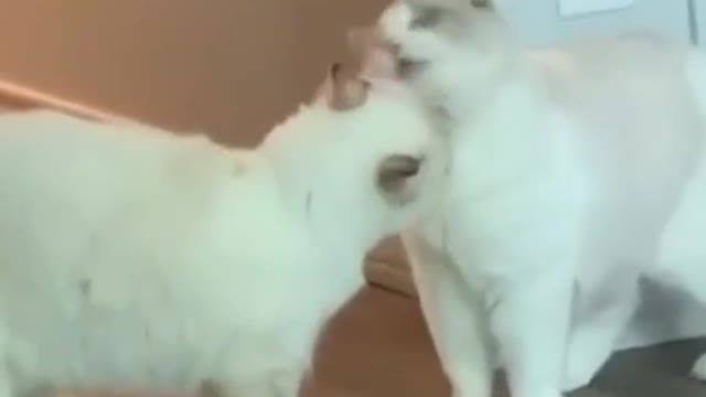 They both are look so cute||Cute cat video