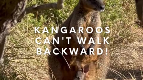 1 Amazing Fact About Kangaroos You Didn't Know