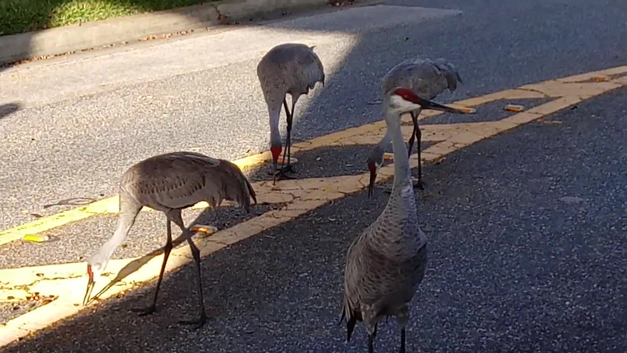 cranes in Leesburg Florida