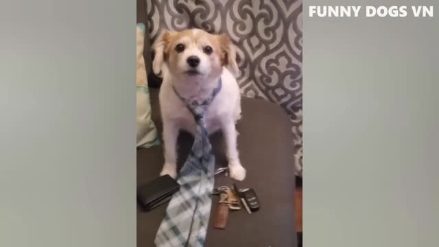Funniest Animals Video - Funny Dogs And Cats #06