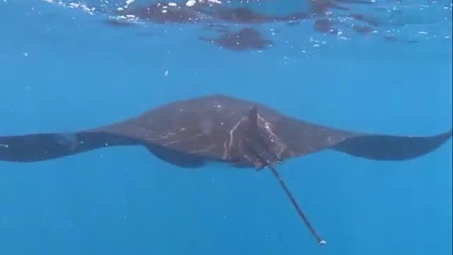 #amazing #mantaray #adventure #indonesia #nature #story