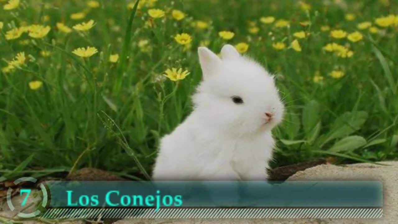 7 Animales Bebes Más Tiernos y Adorables Del Mundo - NiNi Tops😊😘