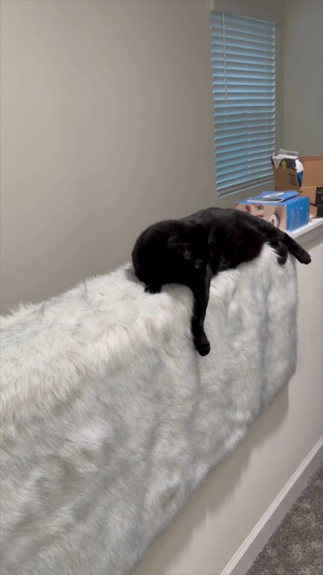 Adopting a Cat from a Shelter Vlog - Cute Precious Piper Finds a Cozy Spot in a Rainstorm #shorts