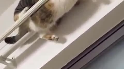 cat video