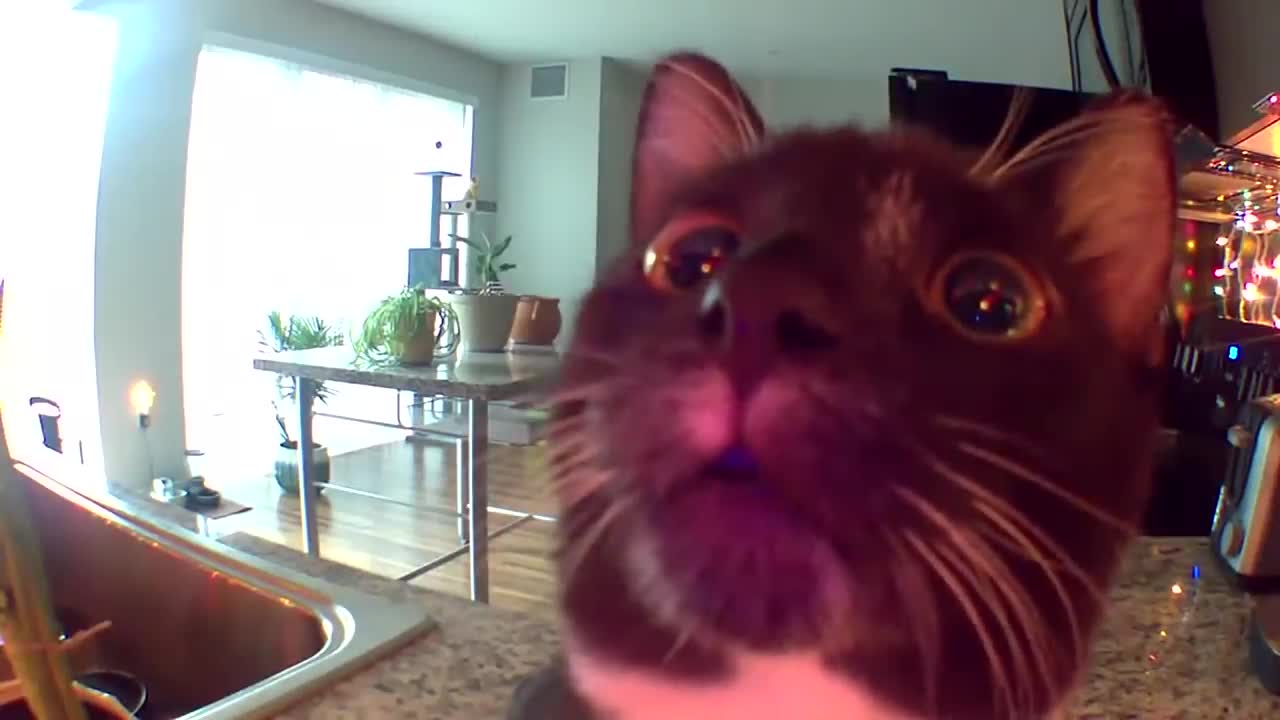 Heckin concerned kitten thinks I’m stuck in the camera.