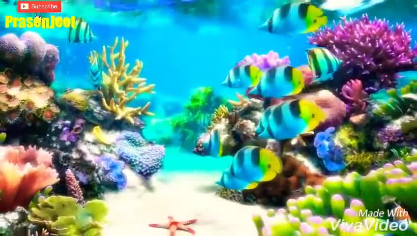 Amazing 3d Fish Underwater Video By Prasenjeet Meshram