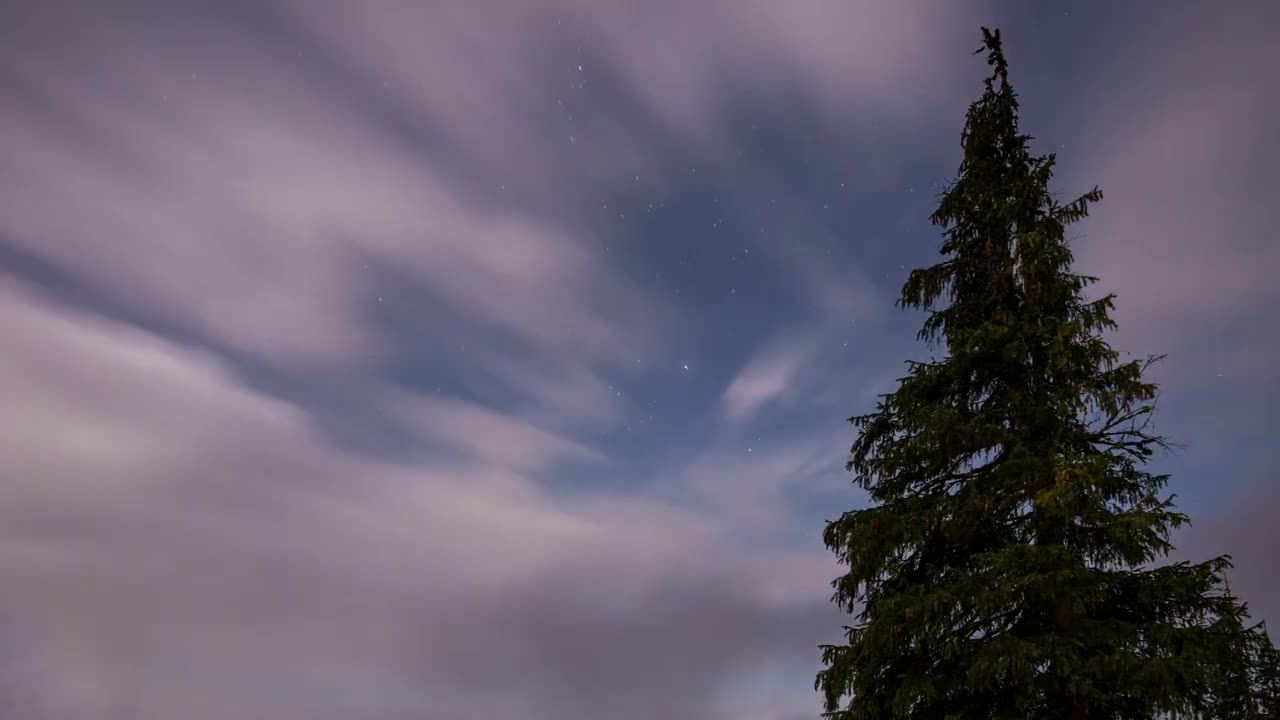 foggy sky during a starry night in forest Forest Copyright Free Videos Royalty Free Stock Videos