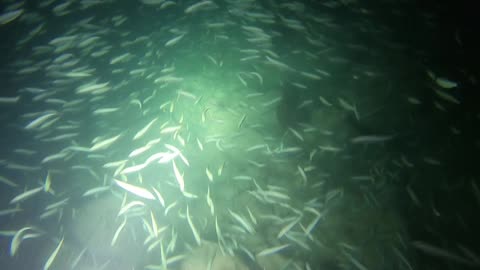 Hunting Lionfish at dusk in Bermuda