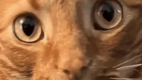 Cute Cat Gif