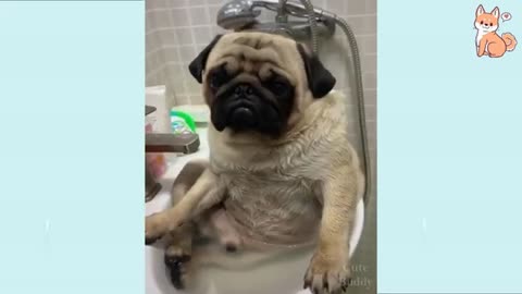 Funny Dog Video